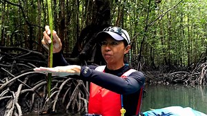 680 reactions · 19 shares | Mangrove Kayak Trip | Dev's Adventure Tours | Facebook
