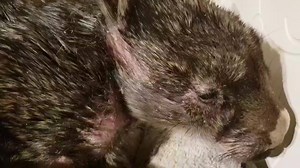 On New Year's Eve, this Old Woman Wombat took herself to a busy caravan park to ask for help. She was dying from mange and had been hit by a car. She was in her last few days. Thankfully, she chose the nicest family to go and sit with. She let them pat her and as they called for help, she sat down and let them pick her up to keep her safe until I arrived. She has an old break in her leg and hip and she is super skinny but after a few weeks of being loved and cared for, she is feeling much better