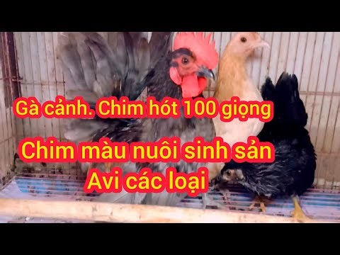 April 13, 2026: Many different singing birds available. Parrots, mynas, quail, and breeding aviar...