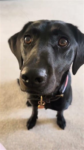 Yana the Labrador tries Omni treats for the first time!