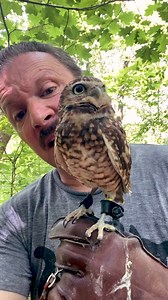 364K views · 14K reactions | Burrowing owls are pocket-sized...
