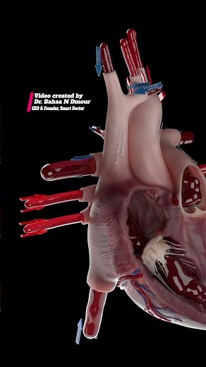The Most Realistic Heart Blood Flow Animation Ever 💓🪐