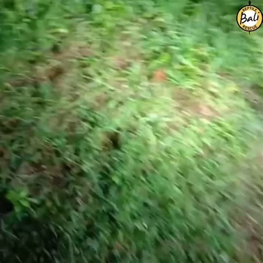 Released of a Reticulated python back into the wild was done by @agus_putra_ular and @permanabrandals This magnificent snake, also known as Sanca kembang, was safely returned to its natural habitat, where it truly belongs. Reticulated Pythons thrive in diverse environments, including forests, plantations, rice fields, mangroves, and areas near rivers. As nocturnal hunters, they are most active at night, preying on birds, mammals, and occasionally poultry. These pythons are non-venomous and repro