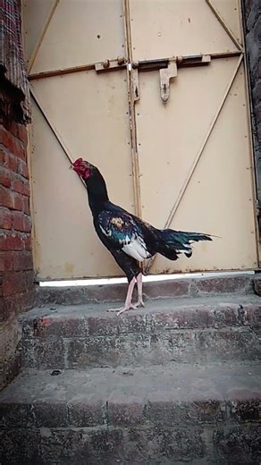 MashaAllah home breed java patha son of slata #aseelmurga #masahallah #javaaseel