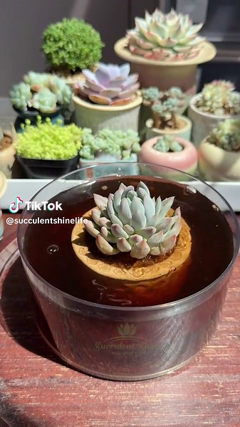 Immersive Succulent Bottom Watering for Glowing Plants