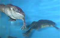 De l'Oeuf à la grenouille | Canal U