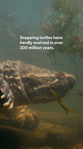 National Geographic Science on Instagram: "Not only are snapping turtles older than many dinosaurs, but researchers believe that over millions of years, they've adapted to use both the sun and Earth’s magnetic fields to navigate to their nesting sites. 🐢 #AmericasNationalParks is now streaming on @DisneyPlus."