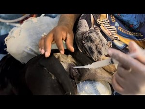 How to perform Ai on American bully described in depth