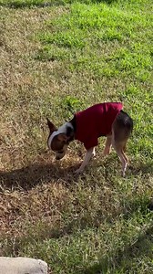 AY CHIHUAHUA RESCUE on Reels