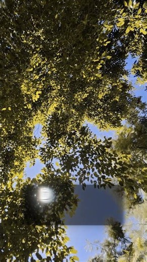 Life moment: Looking Up at the Tree Canopy 🌿| Deuteranopia | Color Blindness