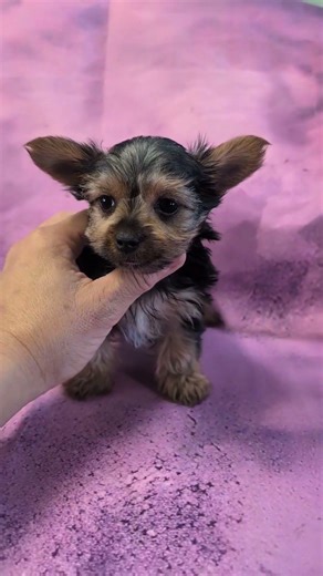 Lola - Female Yorkie Puppy