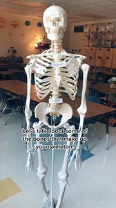 Meet your skeleton bones explained in one minute