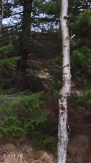 Teaching Survival Skills: Pine Needles and Silver Birch