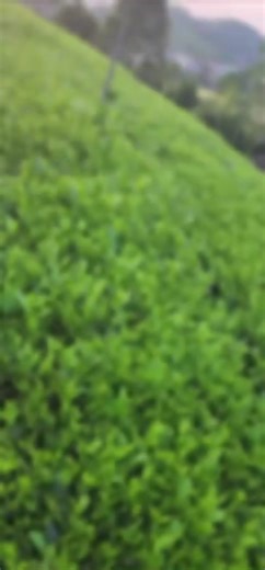 Đồi chè Thiên Quân Thái Nguyên#xuhuong