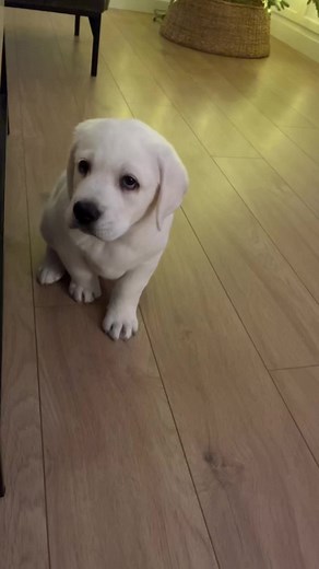 First Night at New Home with White Labrador Puppy 🐾
