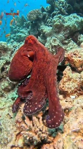 Why Is Octopus Blood Blue? 😱 #facts #viral #ocean #marinelife #octopus #deepsea #shorts
