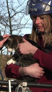 Toen kinderen een kat in de boom zagen zitten in Borne, sloegen ze direct alarm. Samen met het baasje redde de brandweer het huisdier uit zijn benarde positie. | Tubantia