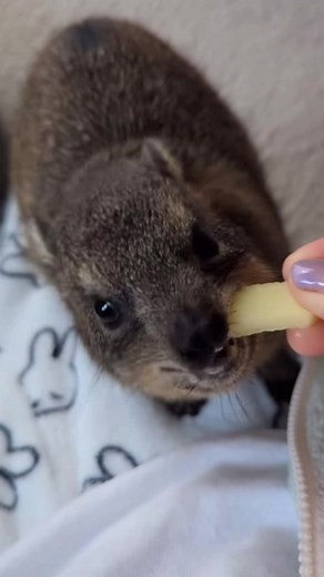 Screaming Hyrax Enjoying Apples