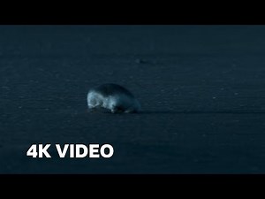 The Blind Assassin of the Desert | 4K UHD | Planet Earth II | BBC Earth