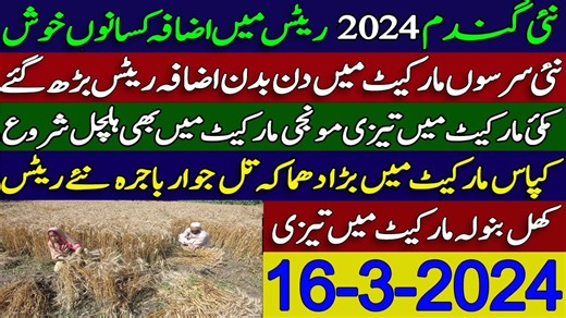43K views · 2.3K reactions | پنجاب کے اندر نئی گندم میں زبردست تیزی 2024 ریٹس۔نئی سرسوں مارکیٹ میں زبردست تیزی ۔ کپاس مارکیٹ میں تیزی | Meri Zameen | Facebook
