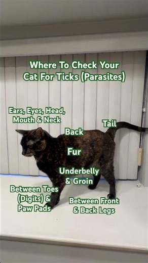 Where To Check Your Cat For Ticks (Parasites)