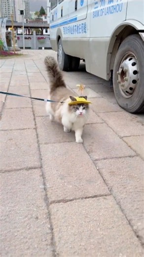 Cute Cat Running Moment | Cat Running While I Walk By | Adorable Cat Video 2025