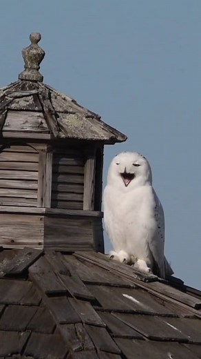 34K views · 841 reactions | Male Snowy Owl (USA) *This Owl has since...