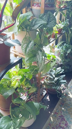 Exploring the World of Pothos Plants