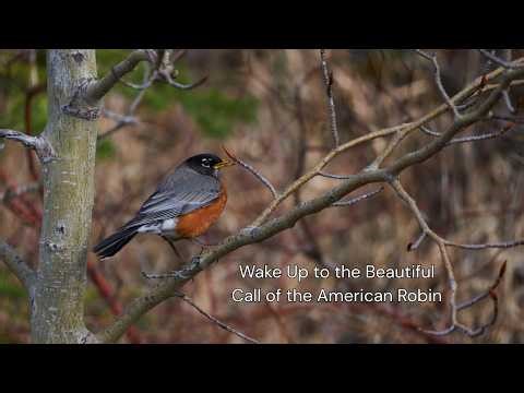 Wake Up to the Beautiful Call of the American Robin