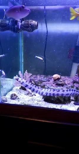 Snowflake Eel Feeding in a Saltwater Aquarium
