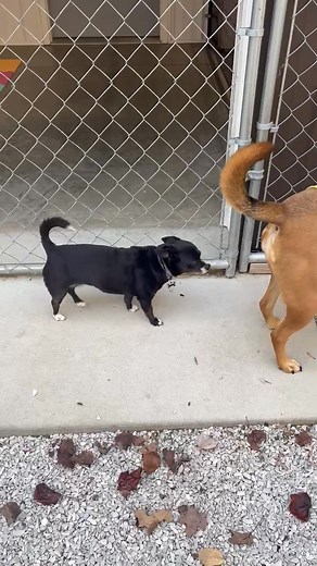 Go dixie! This a big deal if you know dixie. 🤣 | Harleys Home