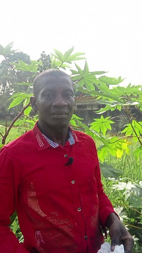 Discovering Medicinal Properties of Mandrake Plant