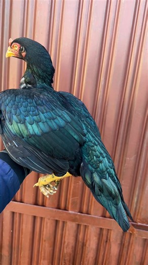 hassan (@ali1hassan2)’s videos with original sound - 𝑼 𝑴 𝑨 𝑰 𝑹