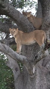 Have you ever heard of tree climbing lions? 🤔 They can be found in some parks in Africa, e.g. in the Serengeti. Here they can calm down and have the best view for their next meal. 📍 Serengeti, Tanzania 🇹🇿 Follow me Sightings by Phil for daily wildlife. 🙏 #lions #lionsofafrica #bigcats #lionphotography #wildlifeplanet #wildlifeonearth #wildlifeofafrica | Sightings by Phil