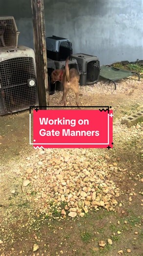 Improve Your Dog's Gate Manners Training