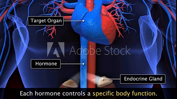 3D animation showing hormone mechanism of action via receptors and intracellular signaling pathways.