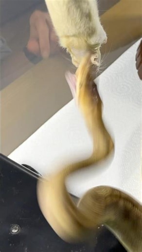 CROCODALE JR. | Champagne Lavender Royal / Ball Python | #strike #short 🐍🎬 (07.07.25)