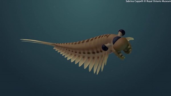 Worlds oldest brain discovered in fossilised three eyed prawn