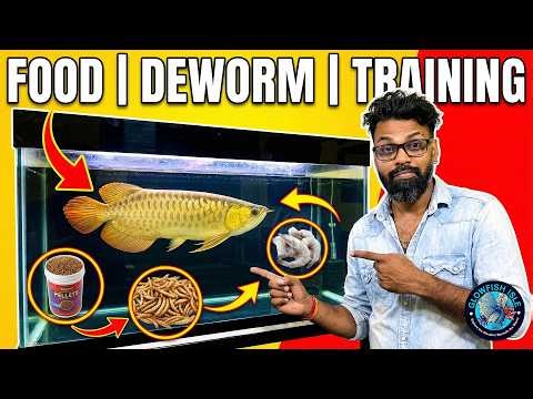 Best Food for Arowana | Deworm & Pellet Training Guide (Sinhala)