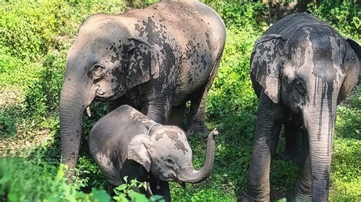 These two elephants 'kidnap' a baby - but what they did for him changed everything