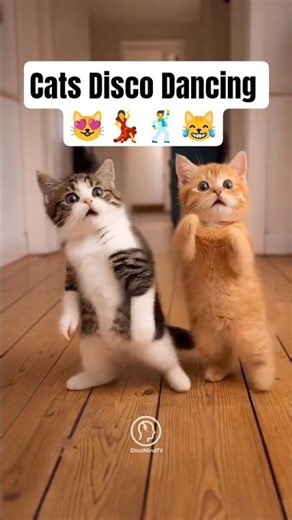 Try Not To Laugh: Angry Cat Edition! 😾😂 #shorts #funnycats