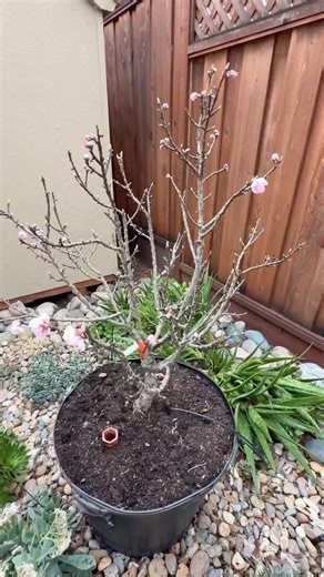 Repotting my dwarf peach tree #shorts #garden #fruit #trees #organic