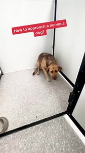 Working with fearful and anxious dogs #dogtraining #drtom #dogtrainer #doganxiety #separationanxiety #fearfuldog #adoptme #rescuedog #rescue | Anicia Trillkay ៚