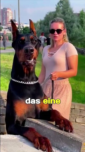 The Doberman🐕 one of the best family protectors in the world #shorts #doberman #dog #animals
