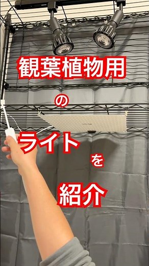 観葉植物用のライトを設置
