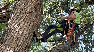 Winnipeg arborist represents Canada in tree-climbing competitions