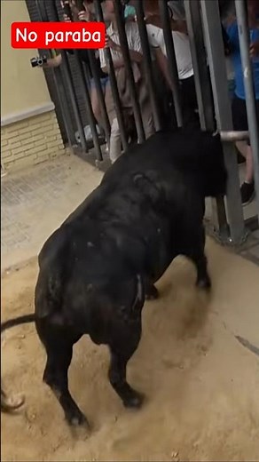 EL TORO NO PARABA DE REMATAR (Gerardo Ortega) En el Puig
