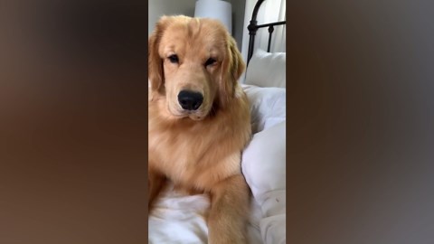 What Waking Up to My Dog Looks Like! | Funny Dog Morning Moments!