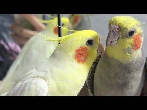 A compilation of adorable cockatiels that will melt your heart! 😍🦜