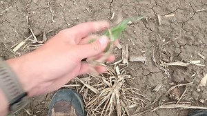 291K views · 3.3K reactions | We have a lot of grain to haul over the...